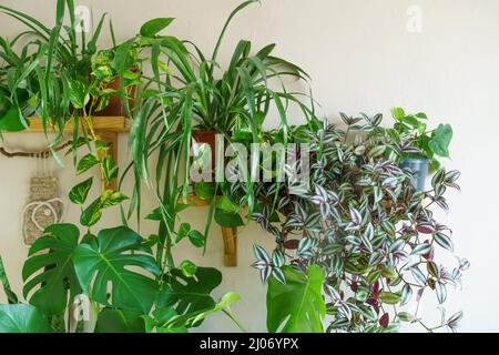 Différentes plantes d'intérieur dans le salon avec des décorations sur la table composition élégante de la maison jardin vert intérieur industriel. Intérieur de jungle urbaine avec plantes de maison. Concept écologique pour un magazine. Banque D'Images