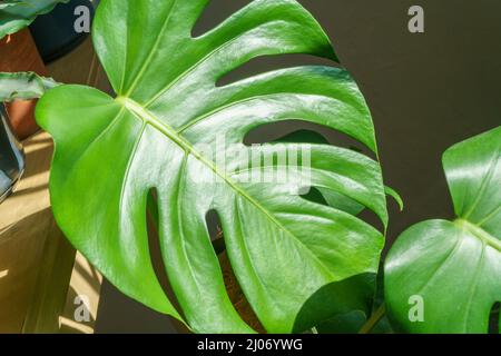 Beaucoup de plantes monstères variété delicas ou fromage suisse sur fond clair. Intérieur de la jungle domestique élégant et minimaliste. Maison jardin vert dans des pots au soleil Banque D'Images
