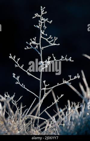 Plantes givrée près de Dégnac, département du Lot, France Banque D'Images