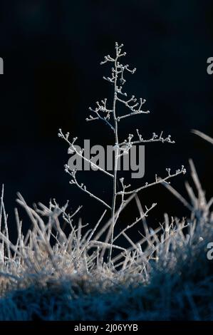 Plantes givrée près de Dégnac, département du Lot, France Banque D'Images