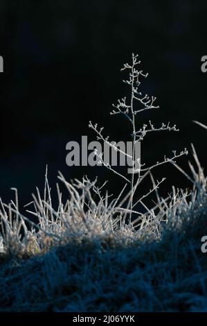 Plantes givrée près de Dégnac, département du Lot, France Banque D'Images