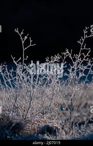 Plantes givrée près de Dégnac, département du Lot, France Banque D'Images