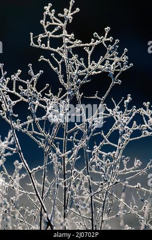 Plantes givrée près de Dégnac, département du Lot, France Banque D'Images