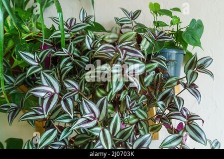 Différentes plantes d'intérieur dans le salon avec des décorations sur la table composition élégante de la maison jardin vert intérieur industriel. Intérieur de jungle urbaine avec plantes de maison. Concept écologique pour un magazine. Banque D'Images