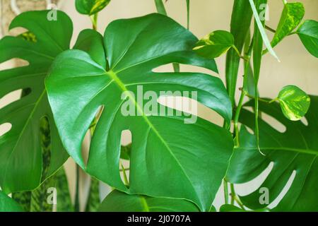 Beaucoup de plantes monstères variété delicas ou fromage suisse sur fond clair. Intérieur de la jungle domestique élégant et minimaliste. Maison jardin vert dans des pots au soleil Banque D'Images