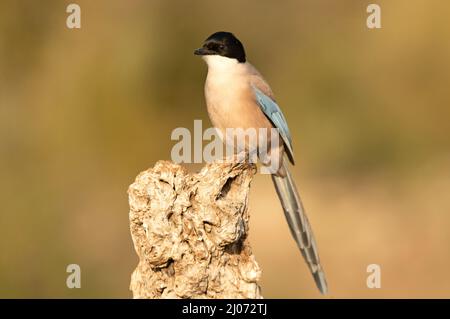 Magpie bordée d'azur dans une zone de broussailles méditerranéennes et de forêt sur son territoire avec la première lumière du jour Banque D'Images