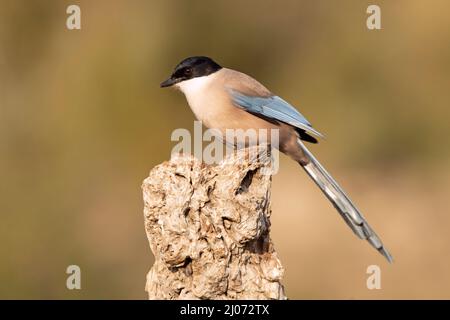 Magpie bordée d'azur dans une zone de broussailles méditerranéennes et de forêt sur son territoire avec la première lumière du jour Banque D'Images