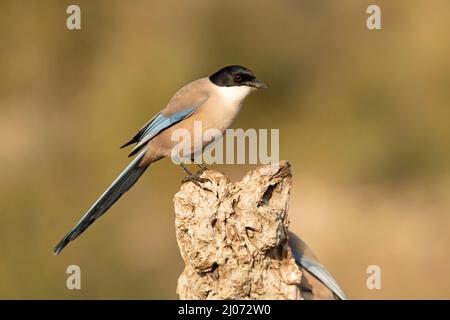 Magpie bordée d'azur dans une zone de broussailles méditerranéennes et de forêt sur son territoire avec la première lumière du jour Banque D'Images