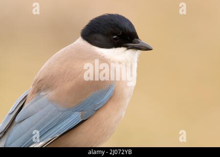 Magpie bordée d'azur dans une zone de broussailles méditerranéennes et de forêt sur son territoire avec la première lumière du jour Banque D'Images