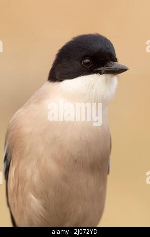 Magpie bordée d'azur dans une zone de broussailles méditerranéennes et de forêt sur son territoire avec la première lumière du jour Banque D'Images