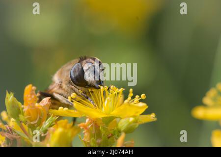 Sur les fleurs jaune vif de la prairie de Thompson Common, Norfolk nourrit l'aéroglisseur de l'Eristalis tenax Banque D'Images