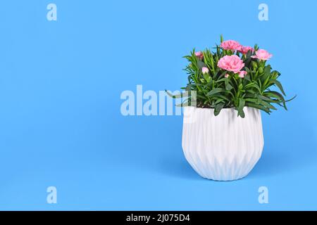 Le Dianthus rose fleurit en pot sur fond bleu Banque D'Images