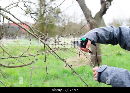 Un agriculteur coupe une branche d'un arbre avec un sécateur, la saison de printemps, la coupe de plantes, l'agriculture et le jardinage Banque D'Images