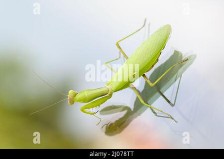 Gros plan de la belle femme verte Mantis européenne ou prier Mantis (Mantis Religiosa), assis sur une vitre avec une réflexion. Banque D'Images