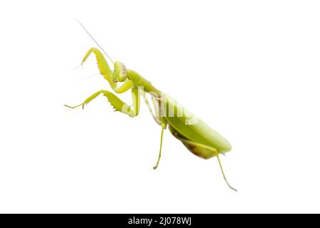 Mantis européenne femelle ou Mantis de prière, Mantis religiosa, isolé sur fond blanc. Mise au point sélective et faible profondeur de champ Banque D'Images