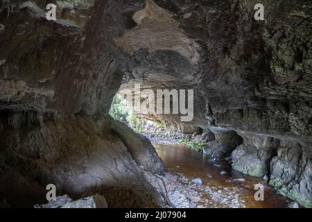 Arche du bassin d'Oparara sur la côte ouest, Nouvelle-Zélande Banque D'Images