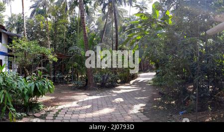Route du village à travers la plantation d'arbres de Coconut à Revdanda près d'Alibag état Maharashtra Inde Banque D'Images