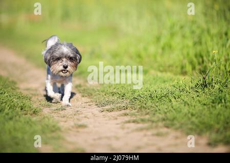 Adorable chien Bichon Havanais en train de courir sur un chemin entre une belle prairie d'herbe verte par une journée ensoleillée. Banque D'Images