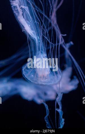 Méduses bleu et rose sur fond sombre. Banque D'Images