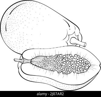 Demi-papaye et papaye entière Illustration de Vecteur