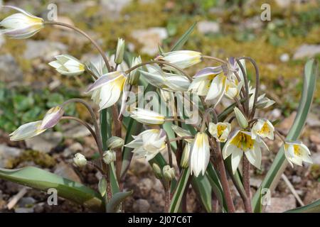 Tulipa turkestanica Tukestan tulipe fleurs de tulipe durables Banque D'Images