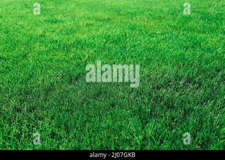 Texture de l'herbe verte comme arrière-plan. Gros plan Banque D'Images