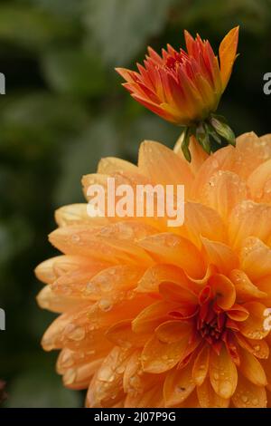 Dahlia après une douche de pluie dans les jardins botaniques d'Oxford Banque D'Images