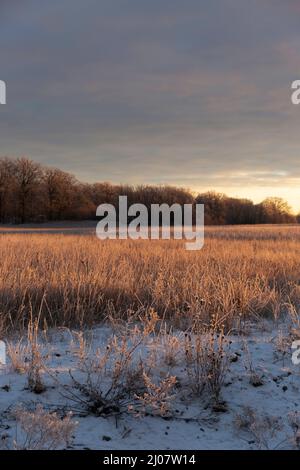 Un champ de vin, un champ gelé et des bois le matin Banque D'Images