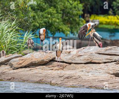 Groupe de Storks peints à Haryana Banque D'Images