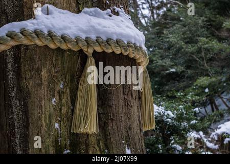 Corde sacrée Shinto shimenawa traditionnelle japonaise recouverte de neige, attachée autour d'un grand arbre dans une forêt à Kyoto Japon. Banque D'Images