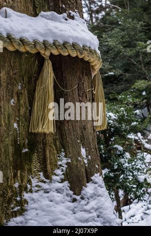 Corde sacrée Shinto shimenawa traditionnelle japonaise recouverte de neige, attachée autour d'un grand arbre dans une forêt à Kyoto Japon. Banque D'Images