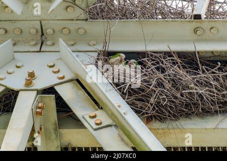 Paire de paraquets de moine dans un nid au milieu des poutres en acier d'une tour de transmission à la Nouvelle-Orléans, LA, États-Unis Banque D'Images