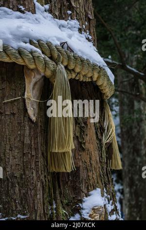 Corde sacrée Shinto shimenawa traditionnelle japonaise recouverte de neige, attachée autour d'un grand arbre dans une forêt à Kyoto Japon. Banque D'Images