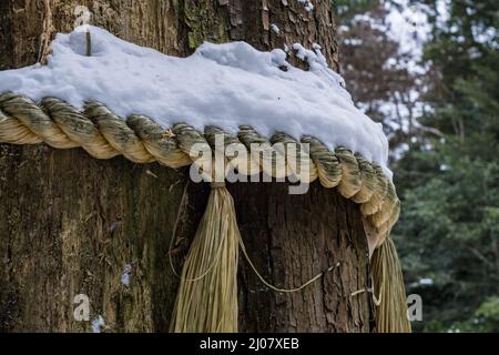 Corde sacrée Shinto shimenawa traditionnelle japonaise recouverte de neige, attachée autour d'un grand arbre dans une forêt à Kyoto Japon. Banque D'Images