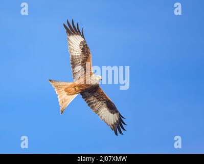 Cerf-volant rouge, Milvus milvus, volant avec des ailes étalées dans un ciel bleu clair , oiseau de proie de la famille des Accipitridae, Rhénanie, Allemagne Banque D'Images