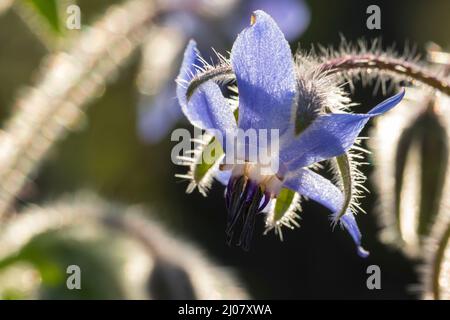 Gurkenkraut Kukumerkraut Borretsch,,, Boretsch, Borago officinalis, la bourrache, la trientale boréale, Bourrache Banque D'Images