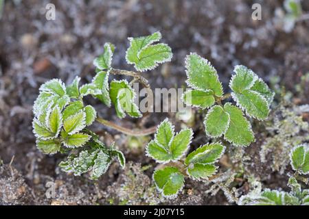 Gewöhnlicher Giersch, Giersch, Geißfuß, Aegopodium podagraria, sol ancien, herb gerard, Bishop's goutweed, mauvaises herbes, la goutte, millepertuis, snow-dans-la-montagne, en Banque D'Images