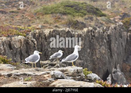 Goélands à pattes jaunes (Larus michahellis) sur les rochers, le sud-ouest de l'Alentejo et le parc naturel de la côte de Vicentine en Europe du Portugal. Banque D'Images