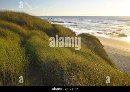 Plage Praia do Brejo Largo avec dunes de sable herbacées, sud-ouest de l'Alentejo et parc naturel de la côte de Viclentine dans le sud-ouest du Portugal. Banque D'Images