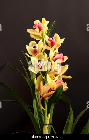 Résultat de la superposition de focus de l'incroyable orchidée Cymbidium Banque D'Images