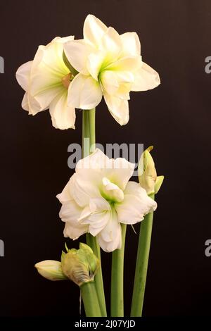 Résultat de l'empilement de la mise au point d'une fleur incroyable Hippeastrum (parfois mal appelé Amaryllis) Banque D'Images