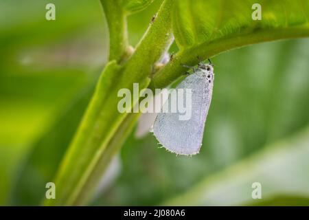 sève sucer un petit insecte volant blanc infecte les feuilles vertes, gros plan macro de la maison commune de ravageurs des plantes, infestation de blanchies Banque D'Images