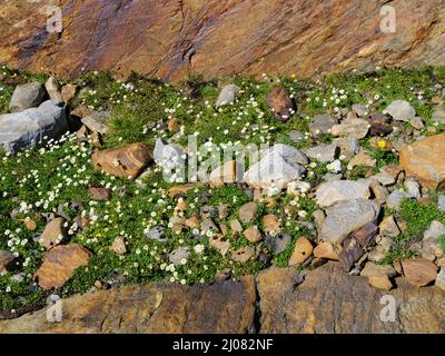 La Marguerite de lune alpine (Leucanthemopsis alpina) grandit dans un endroit typique. Vallée Gurgler Tal, Alpes Oetztal dans le parc naturel Oetztal près du village OBE Banque D'Images