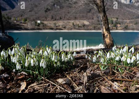 Chutes de neige en fleurs au lac Tenno, Tennese, Alto Garda Trentino, Italie, Europe Banque D'Images