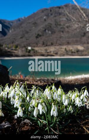 Chutes de neige en fleurs au lac Tenno, Tennese, Alto Garda Trentino, Italie, Europe Banque D'Images