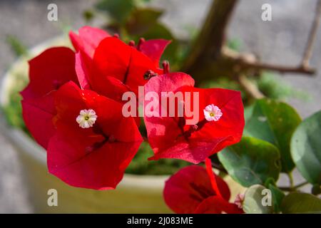 Le bougainvillea glabra est parfois appelé 'fleur de papier' parce que ses bractées sont minces et papeties. Arbuste d'escalade énergique Evergreen avec tiges épineuses Banque D'Images