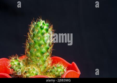 Mammillaria elongata, le cactus en dentelle d'or ou cactus ladyfinger, est une espèce de plante à fleurs. Banque D'Images