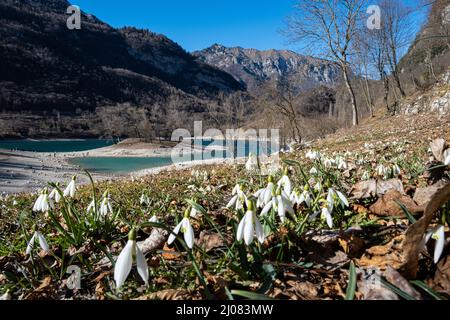 Chutes de neige en fleurs au lac Tenno, Tennese, Alto Garda Trentino, Italie, Europe Banque D'Images