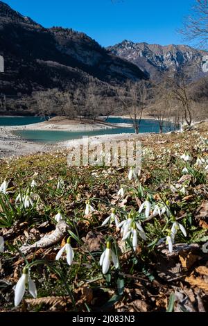 Chutes de neige en fleurs au lac Tenno, Tennese, Alto Garda Trentino, Italie, Europe Banque D'Images