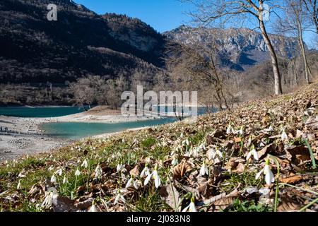 Chutes de neige en fleurs au lac Tenno, Tennese, Alto Garda Trentino, Italie, Europe Banque D'Images